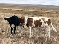 பசு, Simmental cattle — புகைப்படம் 2