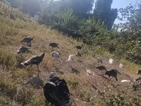 Turkeys — foto 1