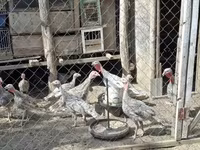 Turkeys — φωτογραφία 1