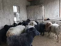 گوسفند (گروه، جنسیت مشخص نشده), Hissar sheep — عکس 3