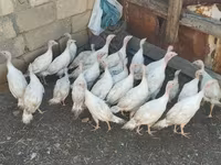 Turkeys — Foto 4