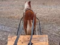 اسب نر, Shetland Pony — عکس 6