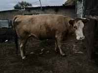 วัวตัวเมีย, Latvian Blue cattle — รูปภาพ 3