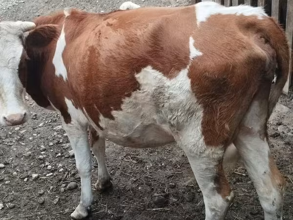 गाय, Simmental cattle