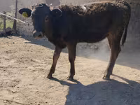 Býk, Swiss cattle — foto 4