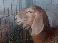 Får, Arashan sheep — foto 5