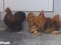 Pekin-Zwerg — Foto 6