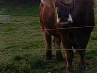 Bull, Cattle — photo 1