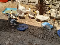 Ducks — zdjęcie 7
