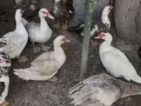 Domestic Muscovy — foto 1