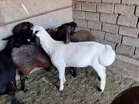 Ovan, Baerchuke sheep — fotografija 5