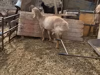 میش, Edilbay sheep — عکس 1