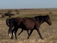 مادیان, اسب — عکس 3