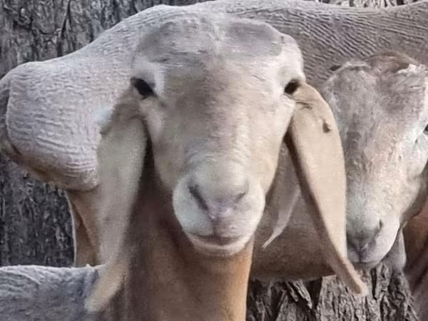 母羊, Arashan sheep