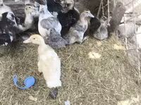 Ducks — zdjęcie 2