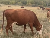 گاو ماده, Latvian Blue cattle — عکس 6