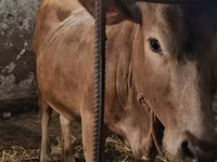 母牛, Swiss cattle — 照片 3