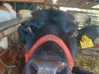 Mucca, Bovini — foto 1