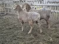 Brebis, Arashan sheep — photo 4