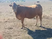 Tehén, Limousin tehén — 1. fotó