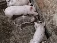 Babi (lot, jantina tidak dinyatakan), Пьетрен — foto 2