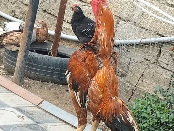 Chickens