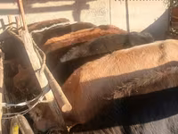 Sapi, Brown Mountain — foto 6