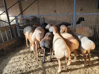 Ovan, Arashan sheep — fotografija 1