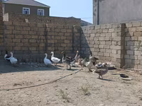 Geese — foto 1