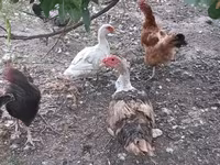 Muscovy domestica — foto 1