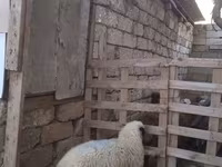 قوچ, گوسفند — عکس 4