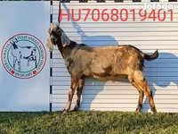 Buk, Nubian Goat — foto 1
