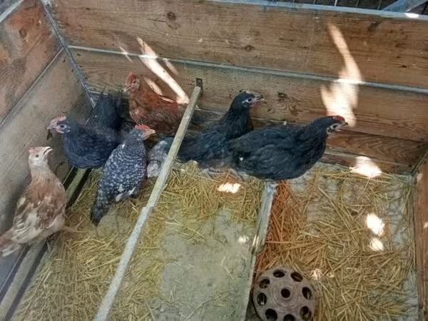 Chickens — Hungary