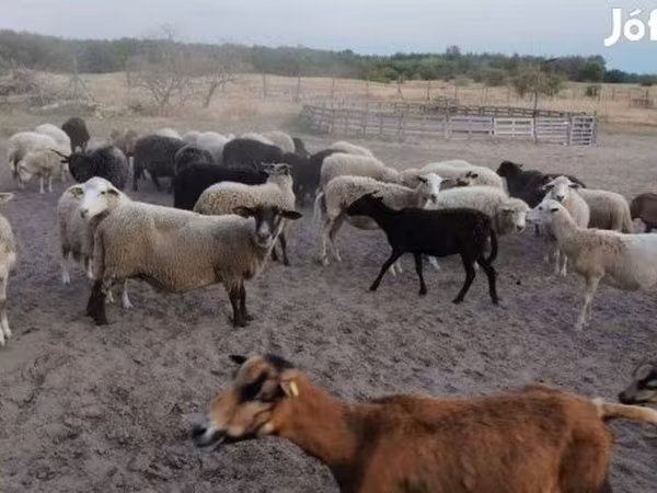 Ido, Sheep