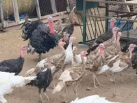 Turkeys — عکس 3