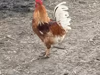 Chickens — รูปภาพ 2