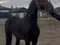 اسب نر, Orlov Trotter — عکس 2