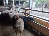 میش, Rhon sheep — عکس 5