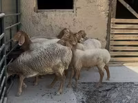 Owca, Arashan sheep — zdjęcie 3