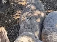 Biri-biri (lot, jantina tidak dinyatakan), Sheep — foto 5