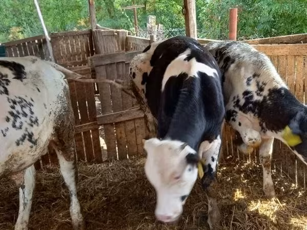 Cow, Belgian Blue — Hungary