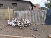 Geese — foto 3