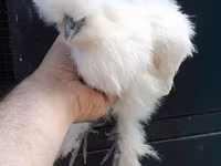 Chickens — 写真 6