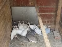 Guinea fowl — عکس 3