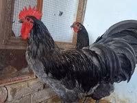 Australorp — 2-rasm