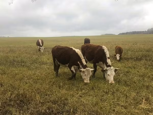 ላም, Holstein breed
