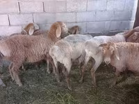 Schaf, Arashan sheep — Foto 3