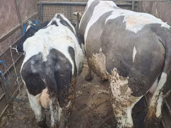 Bull, Cattle — Moldova