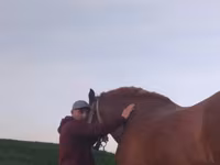 Faras, Horses — sawirka 3