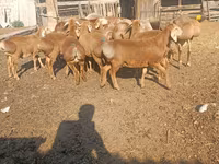 Widder, Arashan sheep — Foto 2